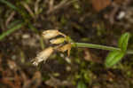 Fivestamen chickweed